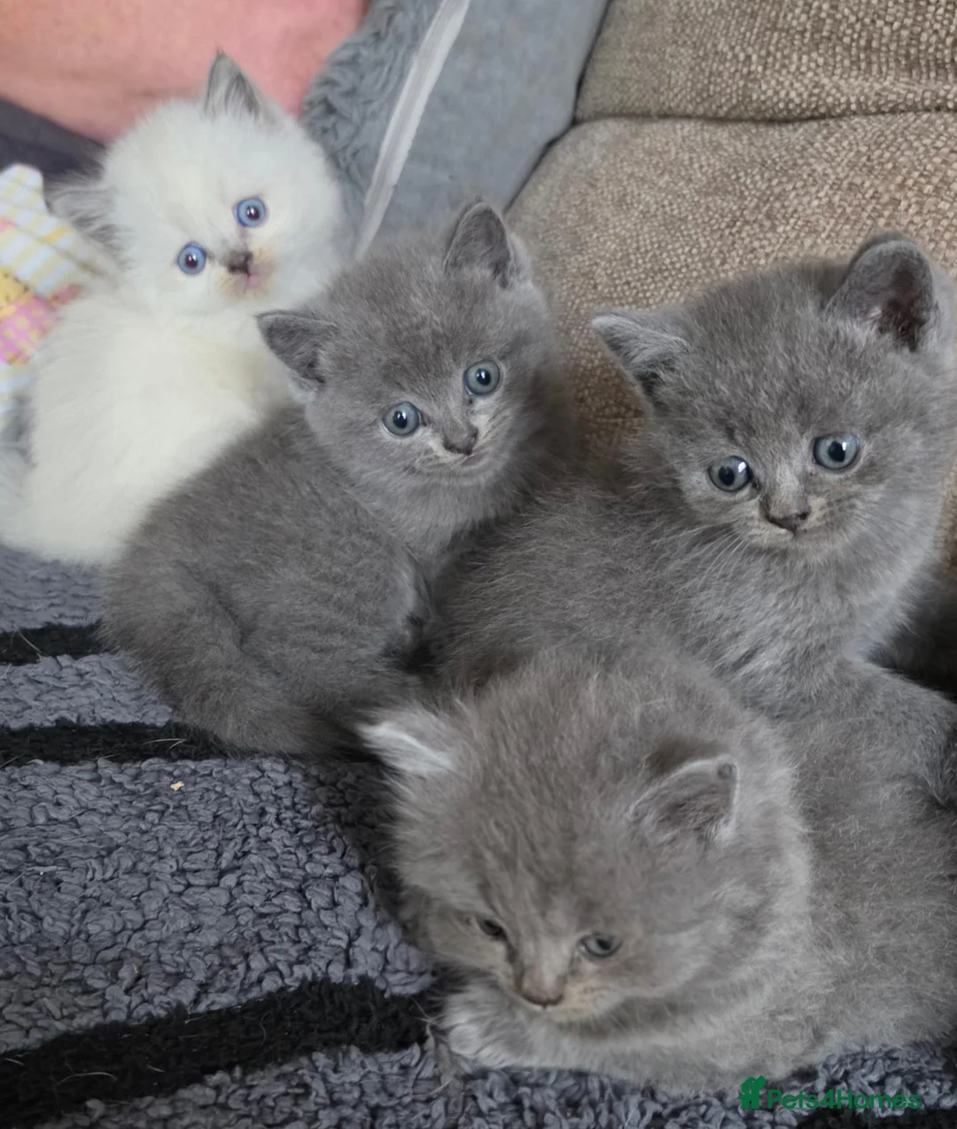 British Shorthair cats for sale: Beautiful Confident and Loving Kittens. - Advert 2