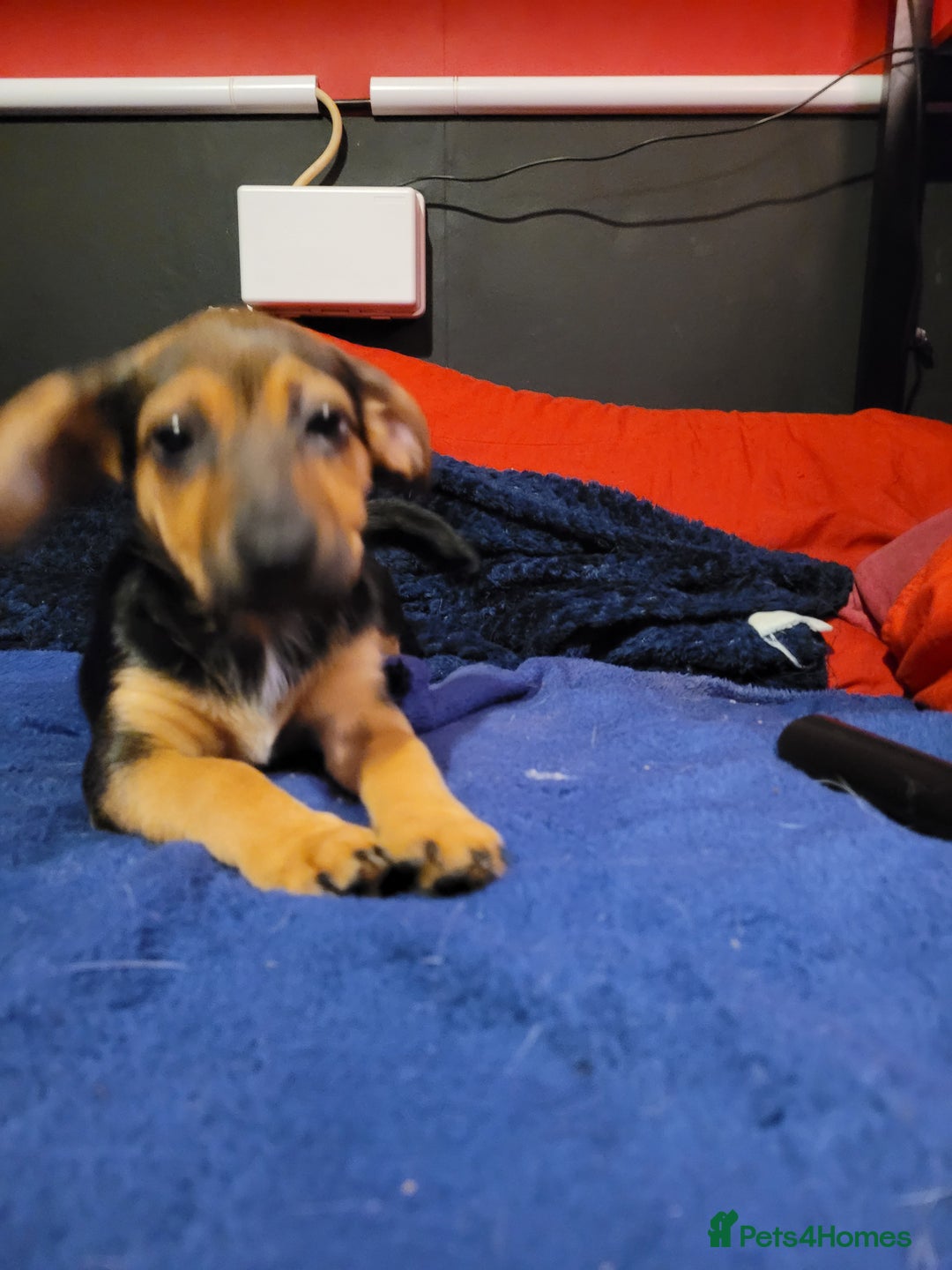 Jack Chi dogs for sale: Beautiful Jack Chi Puppies - Advert 10