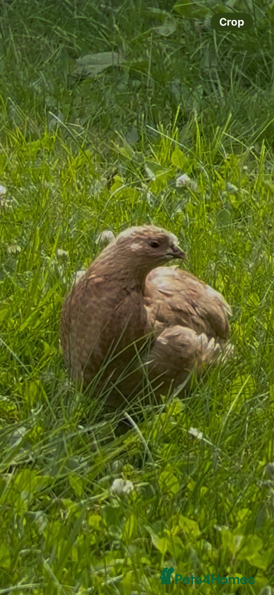 Quail poultry 2 male quails  - Advert 1