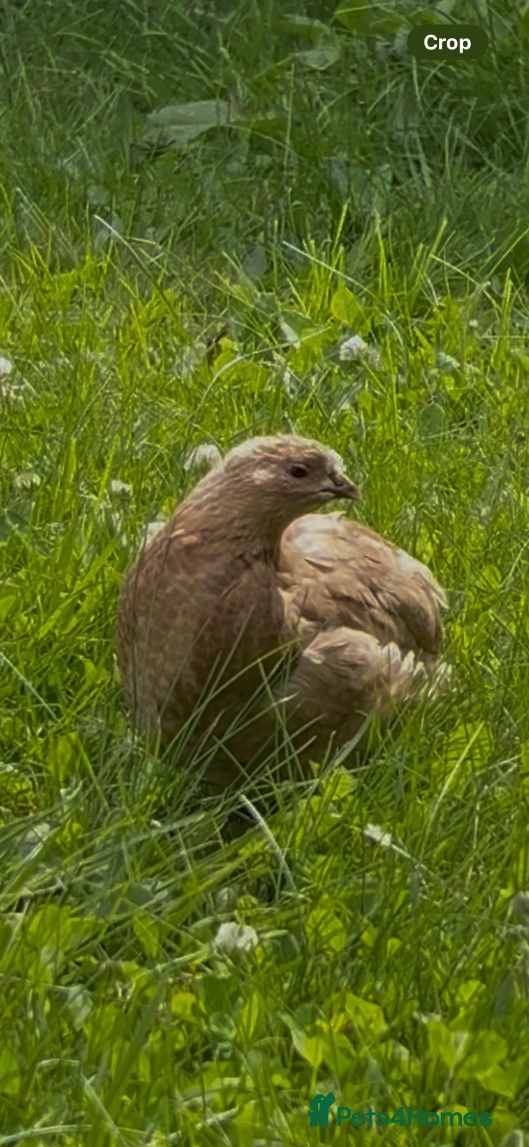 Quail poultry for sale: 2 male quails  in Ardrossan - Advert 1