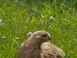 Quail poultry 2 male quails - Advert 1