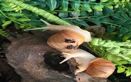 Snails invertebrates for sale: Giant African land snails  - Image 4