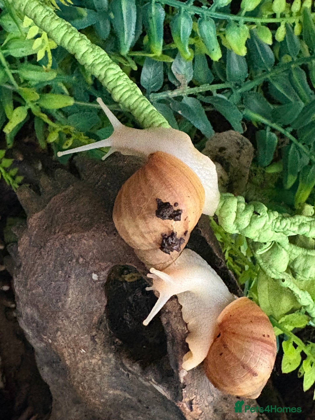 Snails invertebrates for sale: Giant African land snails  - Image 4