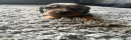 Miniature Dachshund dogs for sale: Minature dachshund  - Advert 11