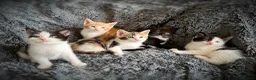 Mixed Breed cats for sale: 9 beautiful kittens looking for new homes  - Advert 12