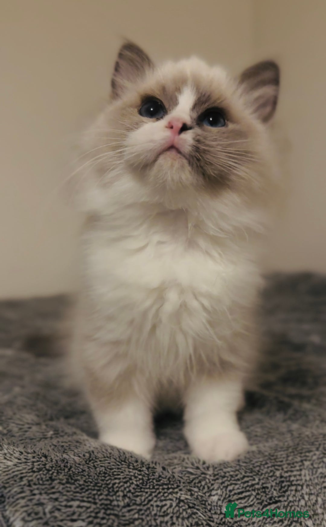 Ragdoll cats for sale: 💙🐾Tica full Pedigree🐾EU Ragdoll 🐱🐾DNA Clear - Image 32