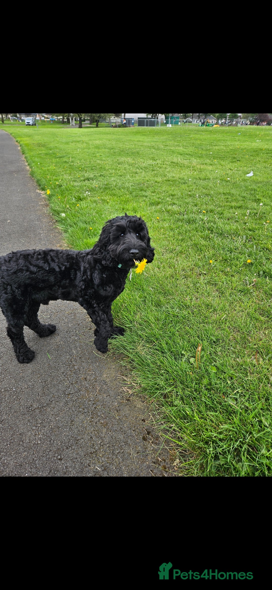 Cockapoo dogs for stud: F1 cockapoo for Stud  in Johnstone - Advert 3