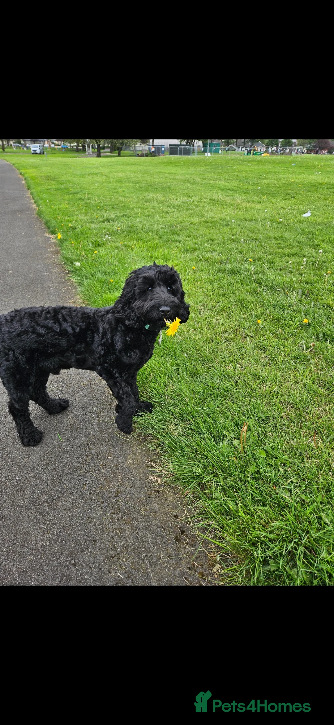 Cockapoo dogs for stud: F1 cockapoo for Stud  in Johnstone - Advert 3