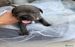 Staffordshire Bull Terrier dogs for sale: 🔷 Pharaon Champion Line Pups 🔷 in Wolverhampton - Image 5