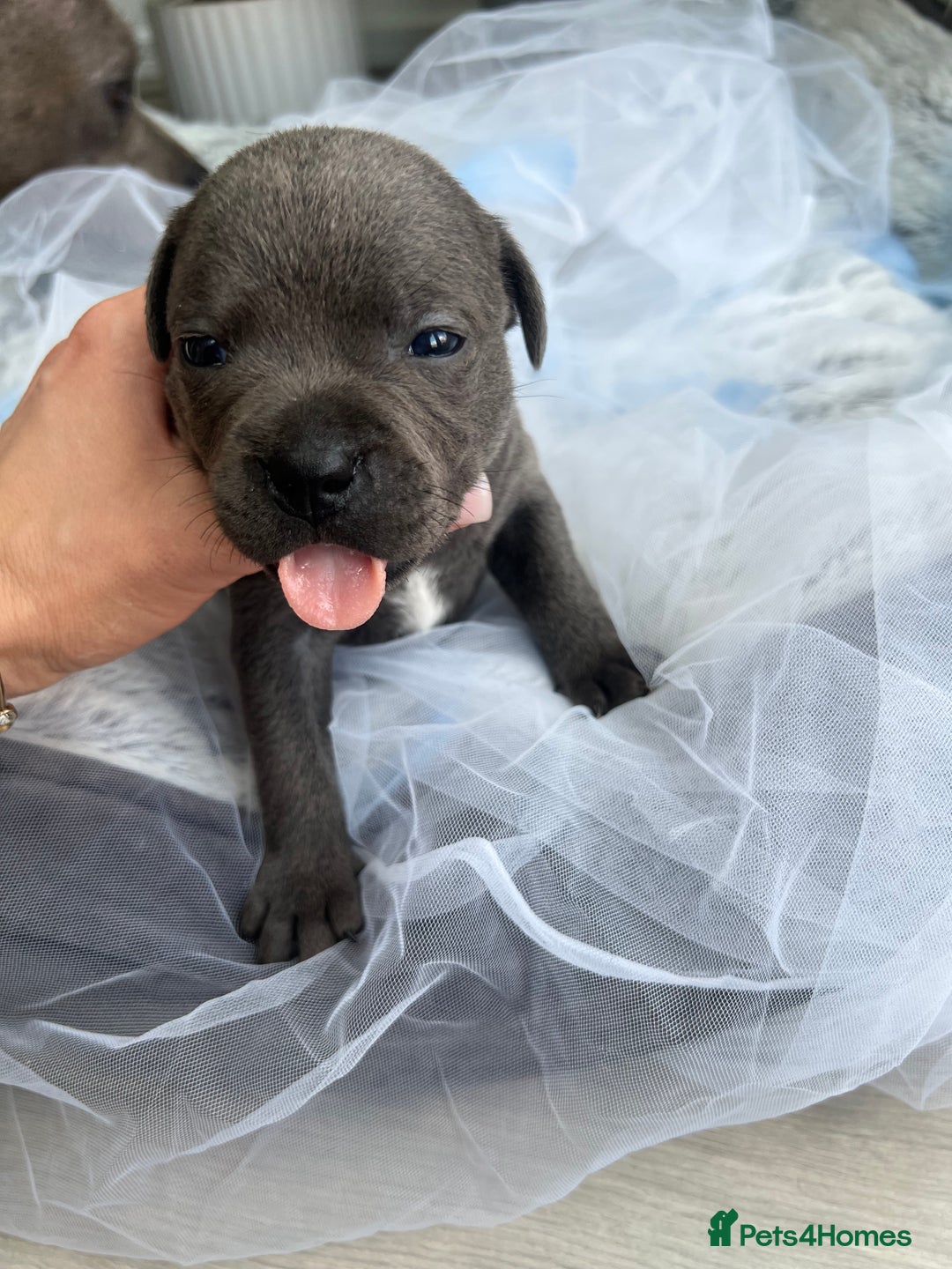 Staffordshire Bull Terrier dogs for sale: 🔷 Pharaon Champion Line Pups 🔷 in Wolverhampton - Image 5