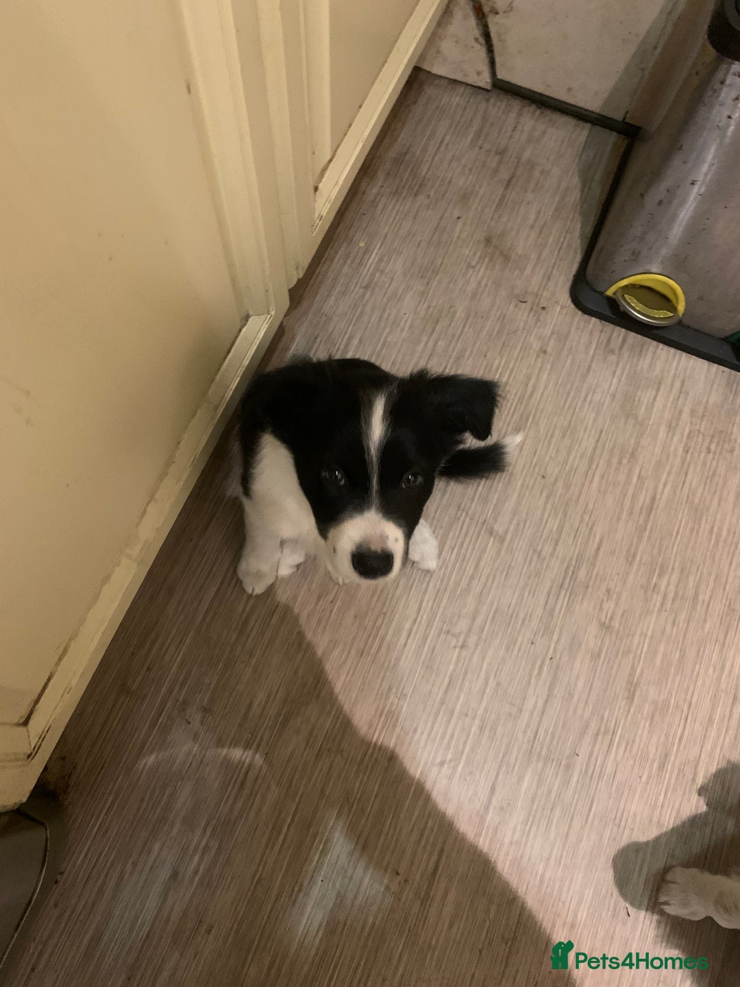 Border Collie dogs for sale: Border Collie Puppies - Image 7
