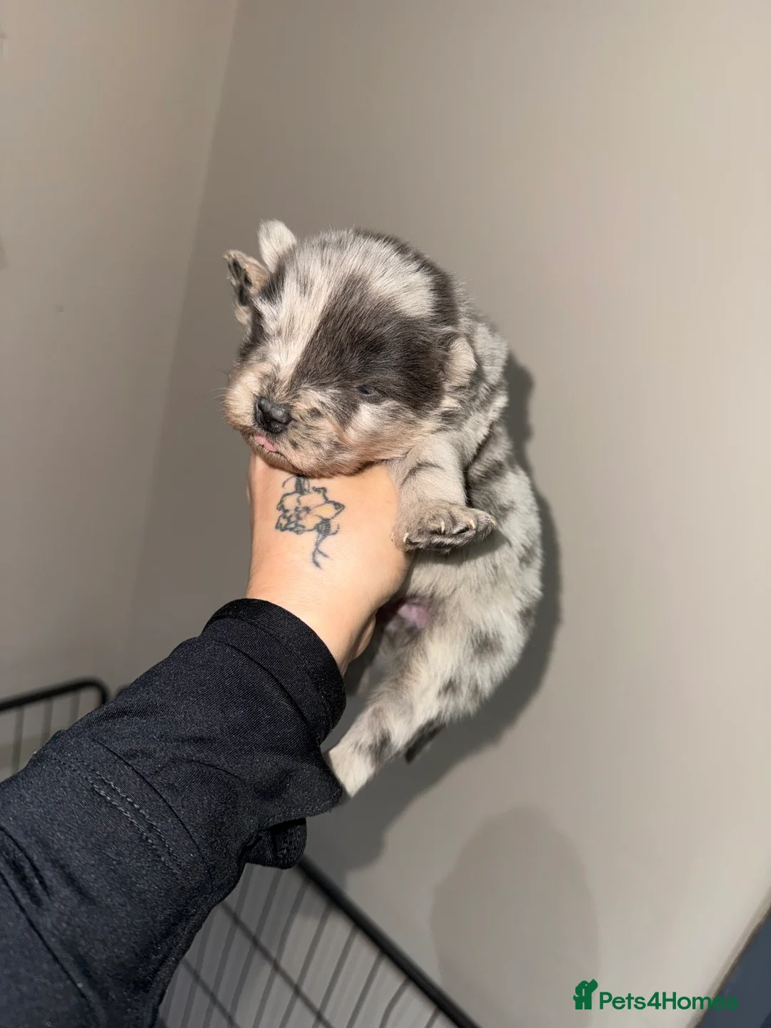 Chow Chow dogs for sale: Chow chow puppies  - Advert 8