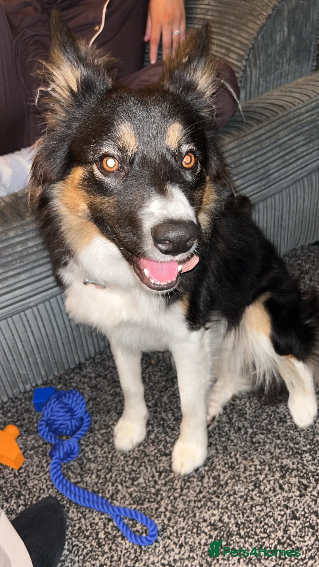 Mixed Breed dogs for sale: 10 month old Australian collie  - Image 3