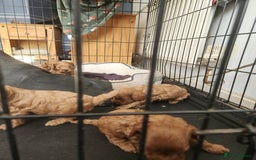 Cockapoo dogs for sale: 5 lovely cuddly puppies - Image 4