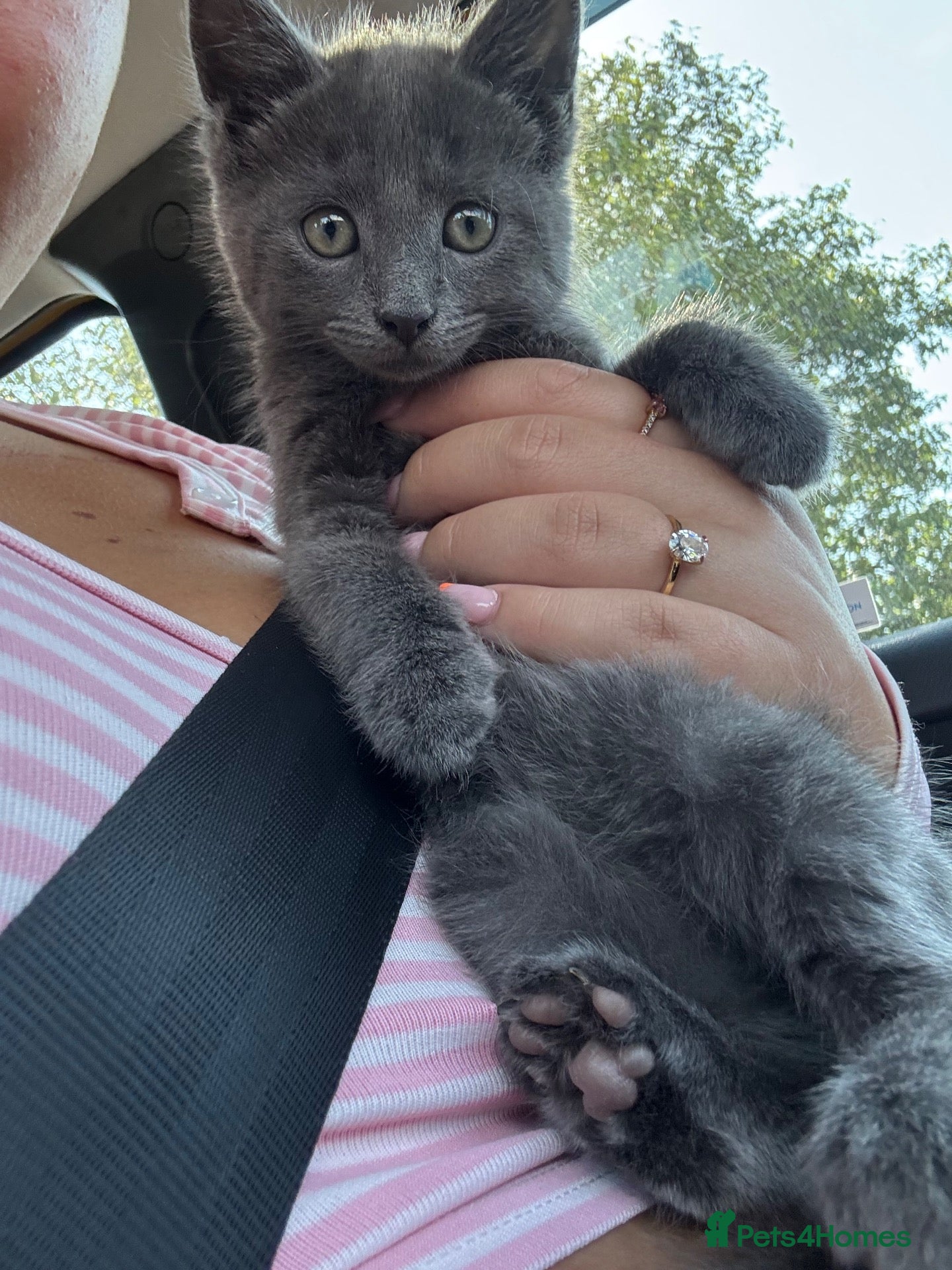 Domestic Shorthair cats kitten for sale  - Advert 3