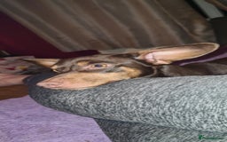 Dachshund dogs for sale: Stunning Dachshund - Image 2