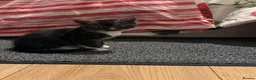 Mixed Breed cats for sale: Adorable Kittens  - Advert 9