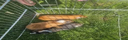 Guinea Pig rodents for sale: Lovely girls and boys for sale  - Advert 3