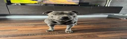 Staffordshire Bull Terrier dogs for stud: Staffordshire Bull Terrier Stud - Advert 3