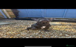 French Bulldog dogs for sale: French bulldog male 2 years  - Advert 2