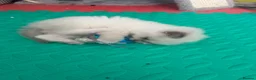 Ragdoll cats for sale: Beautiful Ragdoll Kittens  - Advert 20