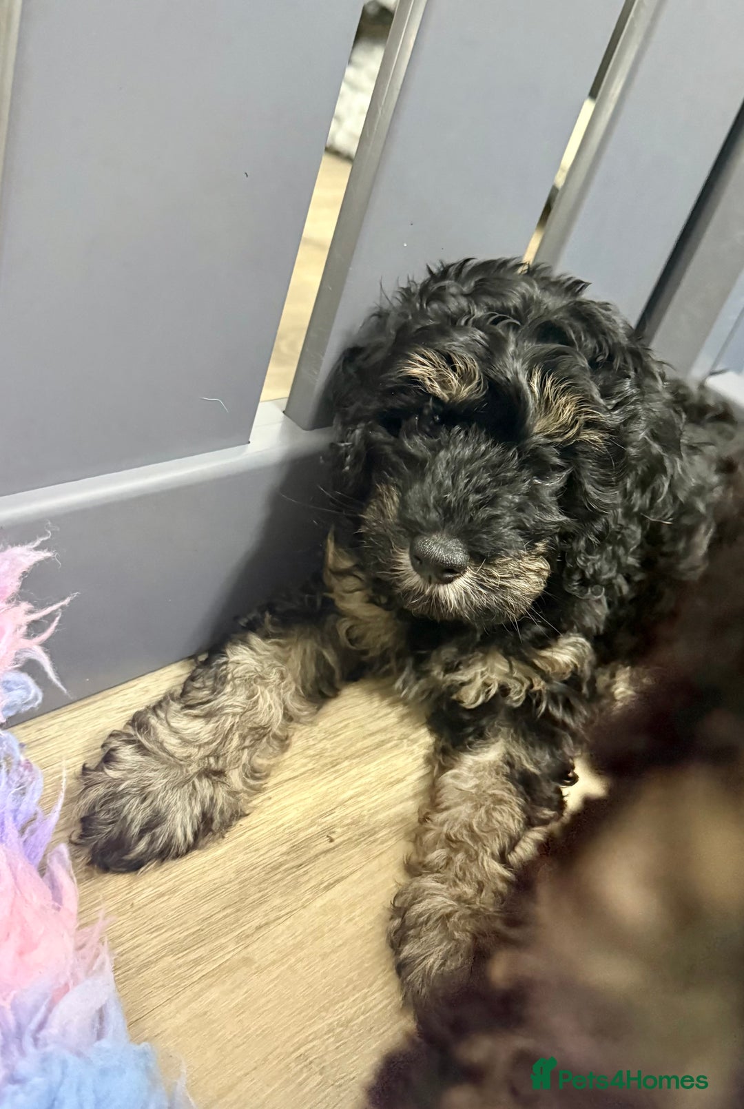 Cavapoo dogs for sale: READY NOW! Adorable Phantom F1b Cavapoo puppies  - Image 15