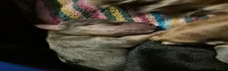 Mixed Breed dogs for sale: Dachsund x jack  in Dover - Advert 5
