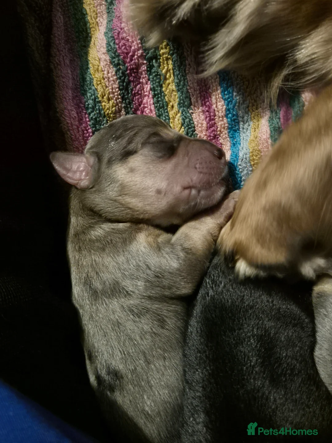 Mixed Breed dogs for sale: Dachsund x jack  in Dover - Advert 5
