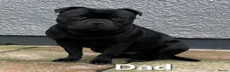 Staffordshire Bull Terrier dogs for sale: Staffordshire Bull Terrier Puppys in Merthyr Tydfil - Advert 11