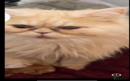 Persian cats for sale: Exotic Doll face Persian  - Image 6