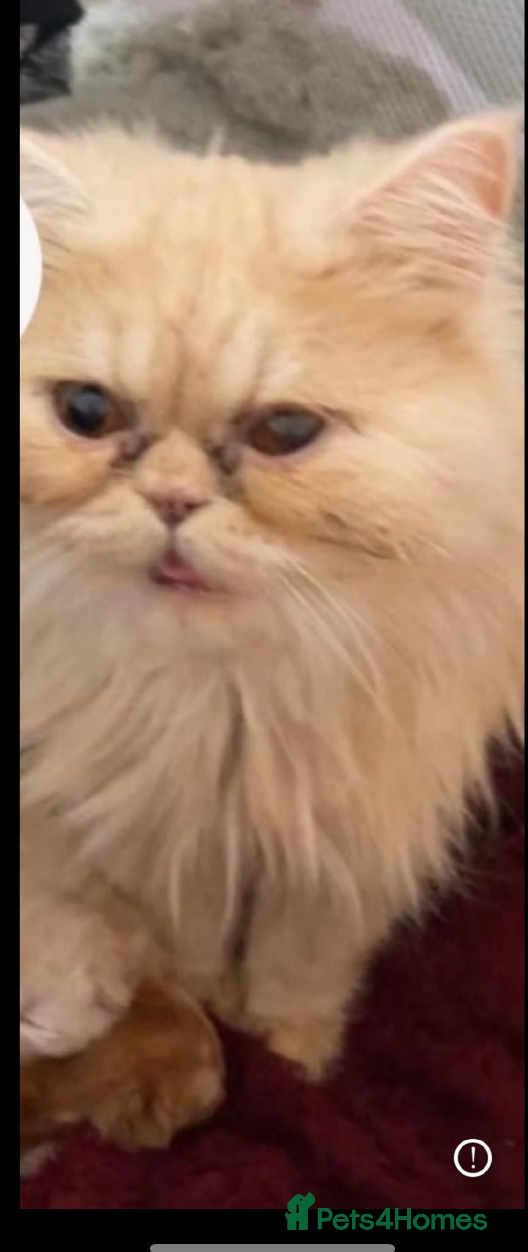 Persian cats for sale: Exotic Doll face Persian  - Image 6