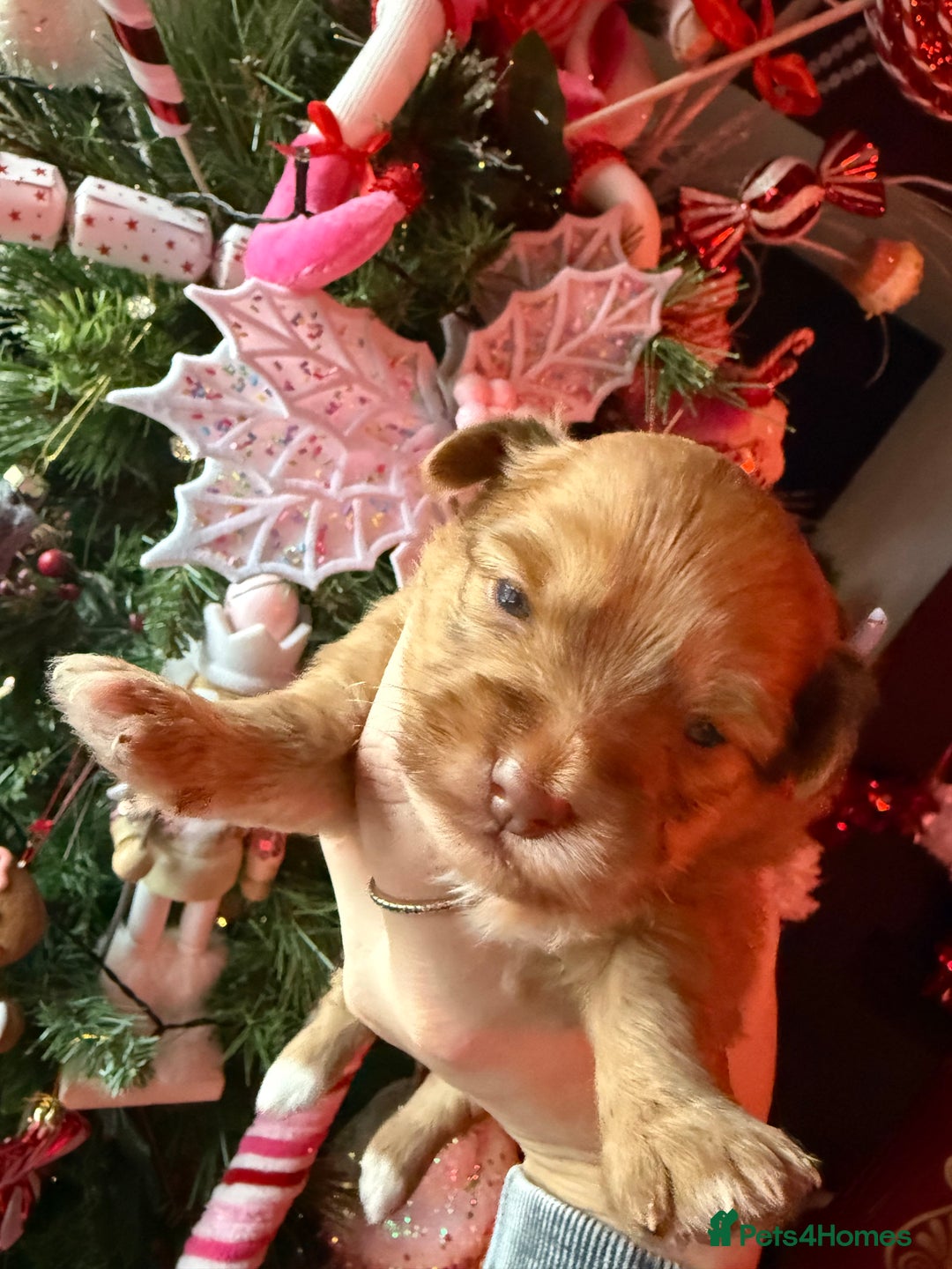 Mixed Breed dogs for sale: Beautiful pups for sale!  - Advert 9