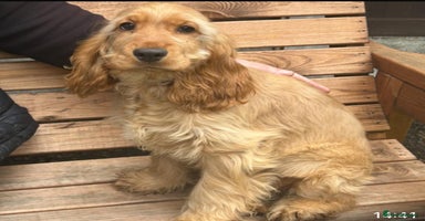 Cocker Spaniel dogs - Advert 1