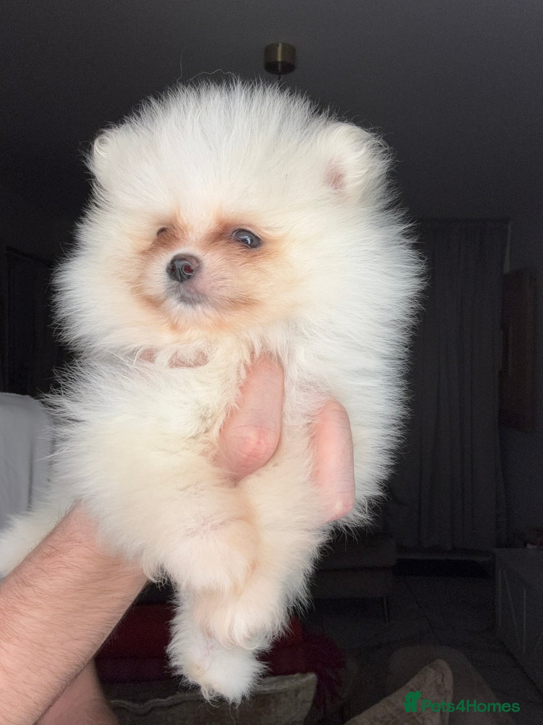Pomeranian dogs for sale: Minature Pomeranians - Advert 3