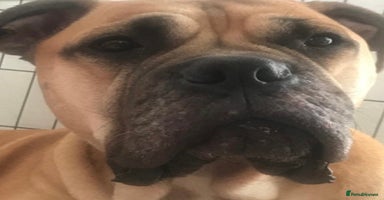 Mixed Breed dogs Adorable Bull Bordeaux Puppies  - Advert 5