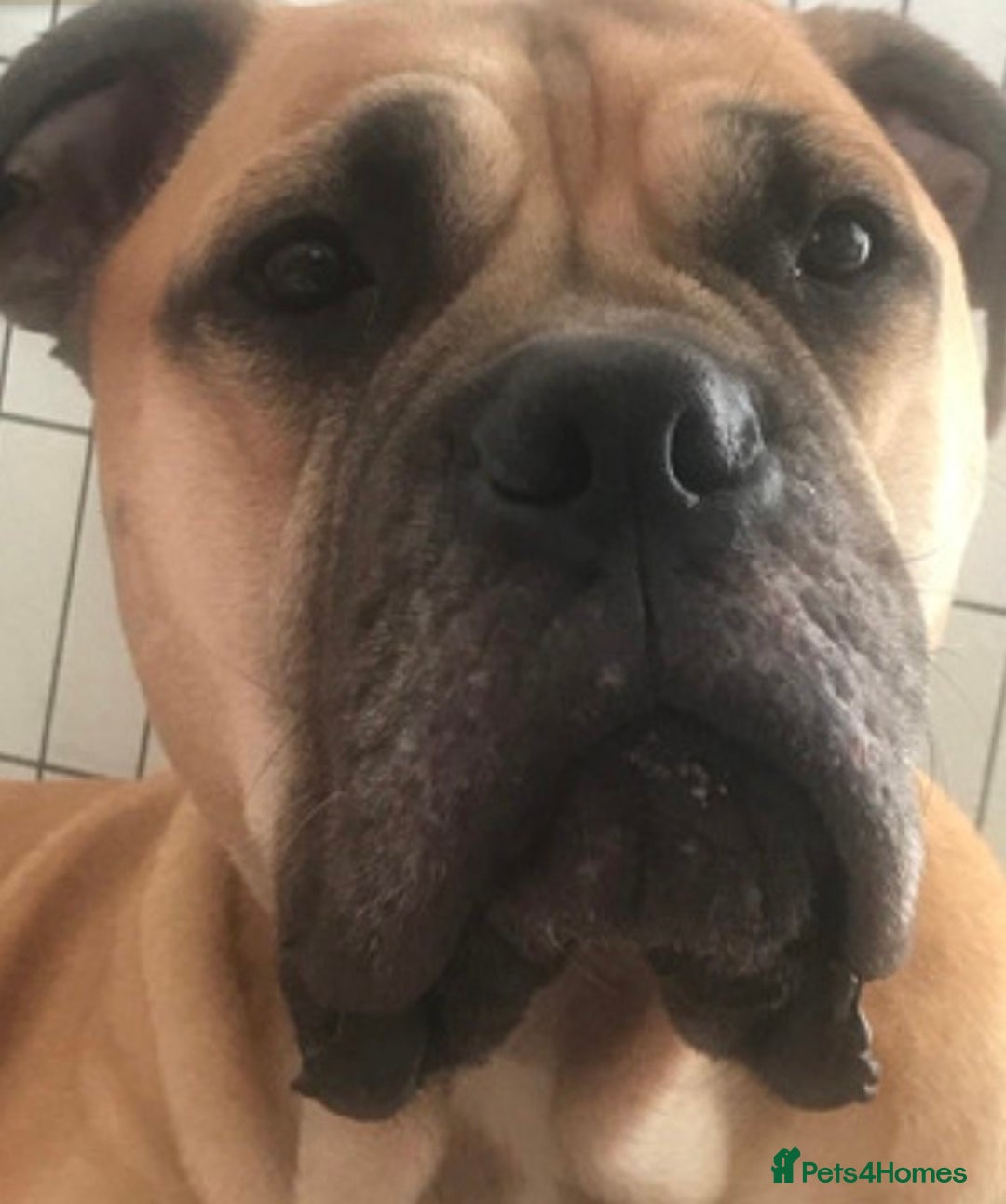 Mixed Breed dogs for sale: Adorable Bull Bordeaux Puppies  - Advert 2