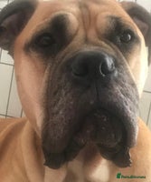 Mixed Breed dogs Adorable Bull Bordeaux Puppies - Advert 4