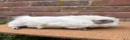 Guinea Pig rodents for sale: Beautiful pair of sows  - Advert 6