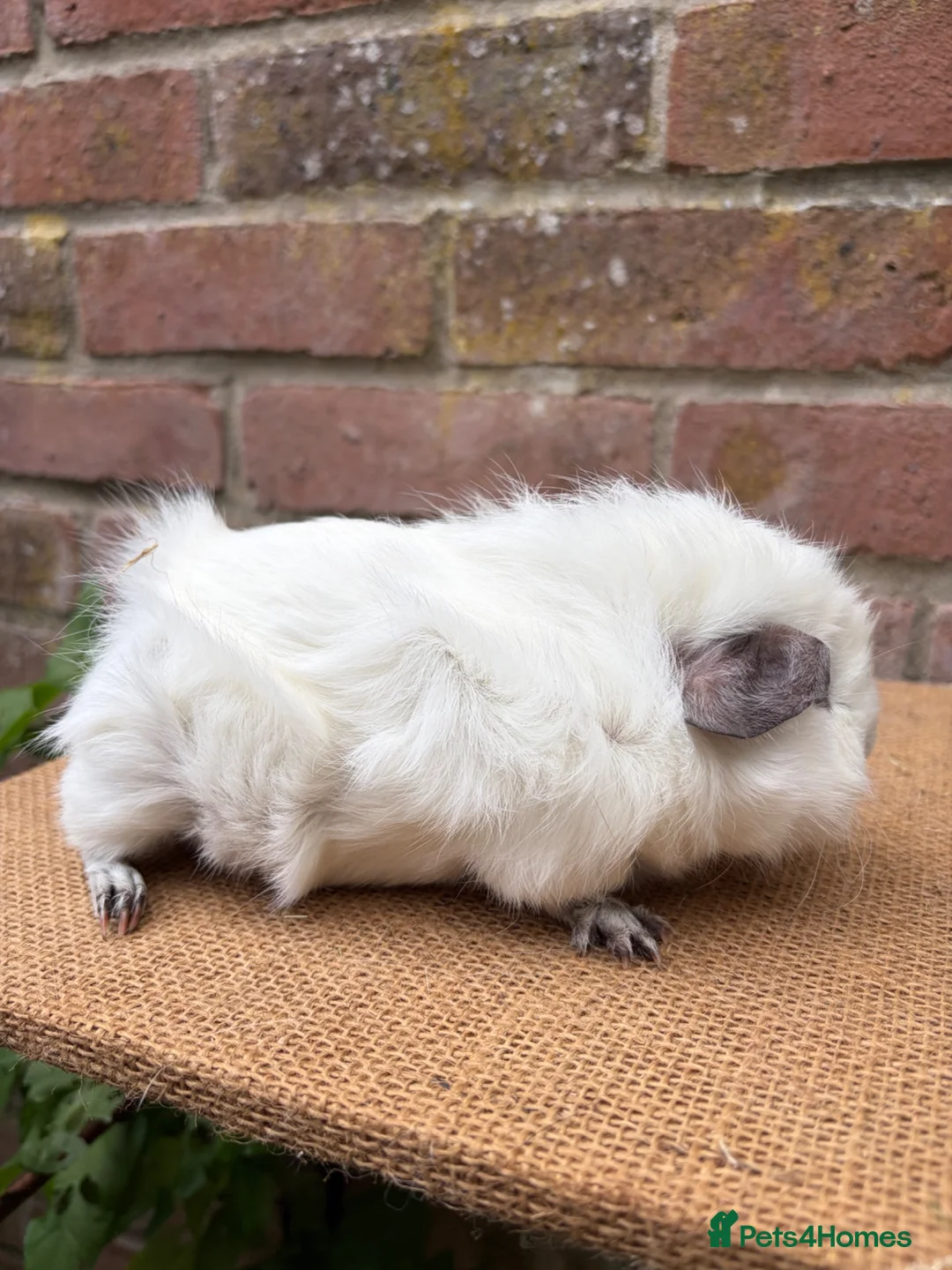 Guinea Pig rodents for sale: Beautiful pair of sows  - Advert 6