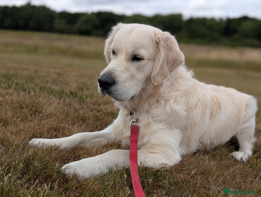 Golden Retriever dogs for stud: Golden Retriever Stud. KC Reg Champion Bloodline - Image 8