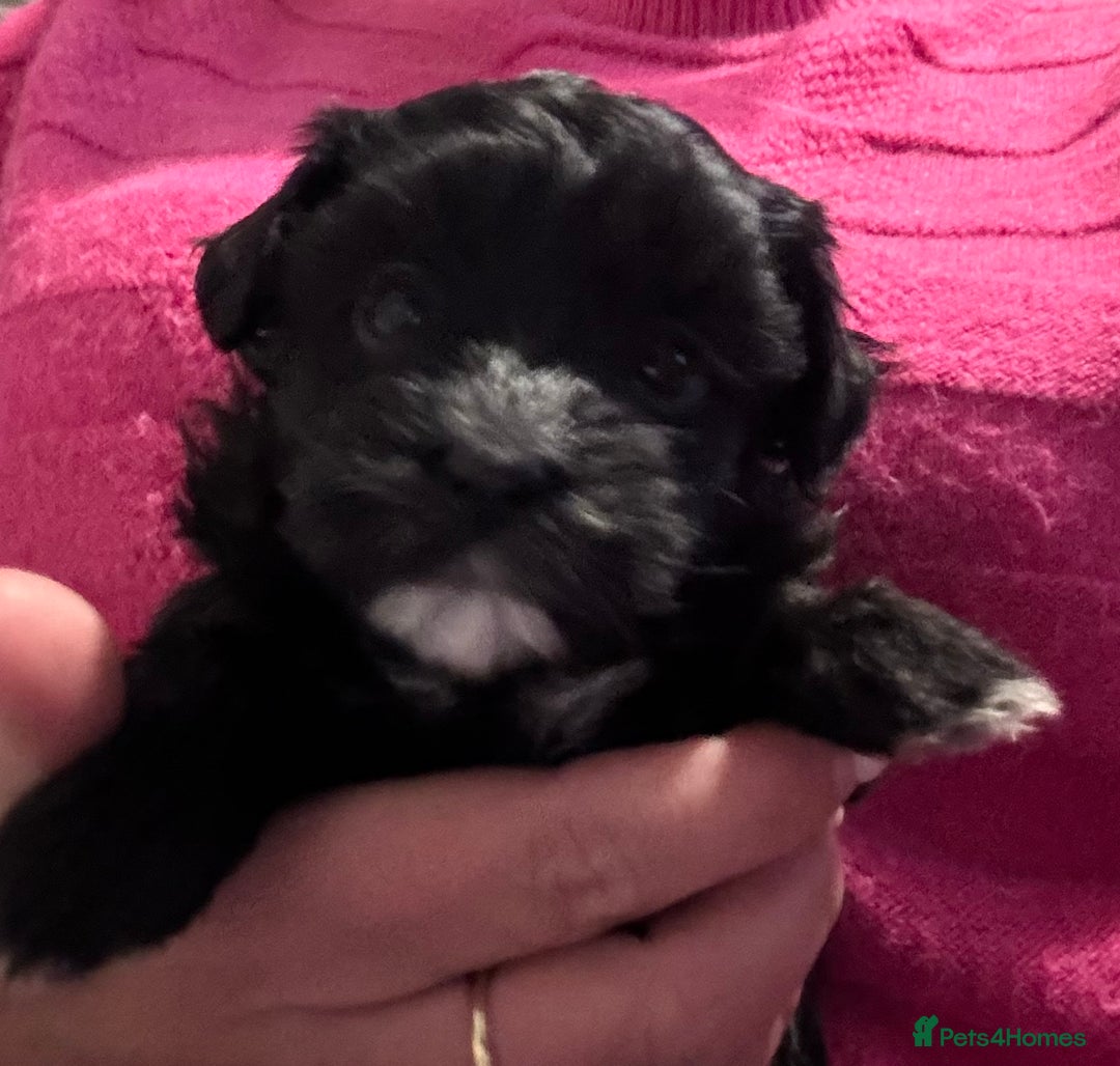 Maltipoo dogs for sale: Beautiful little maltipoo  - Advert 23