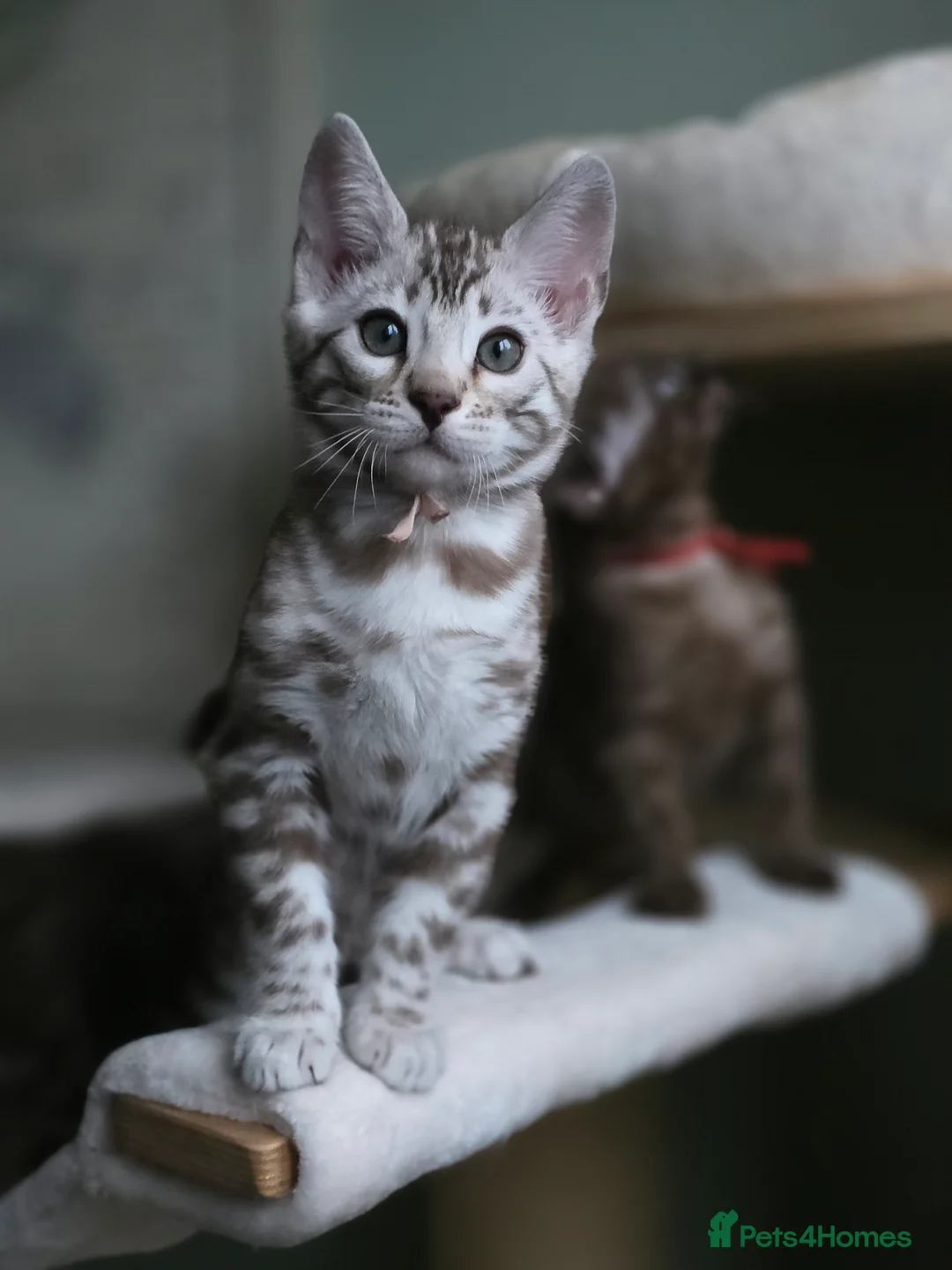 Bengal cats for sale: ❄️Outstanding Silver Snow Bengal Kittens❄️ - Advert 17