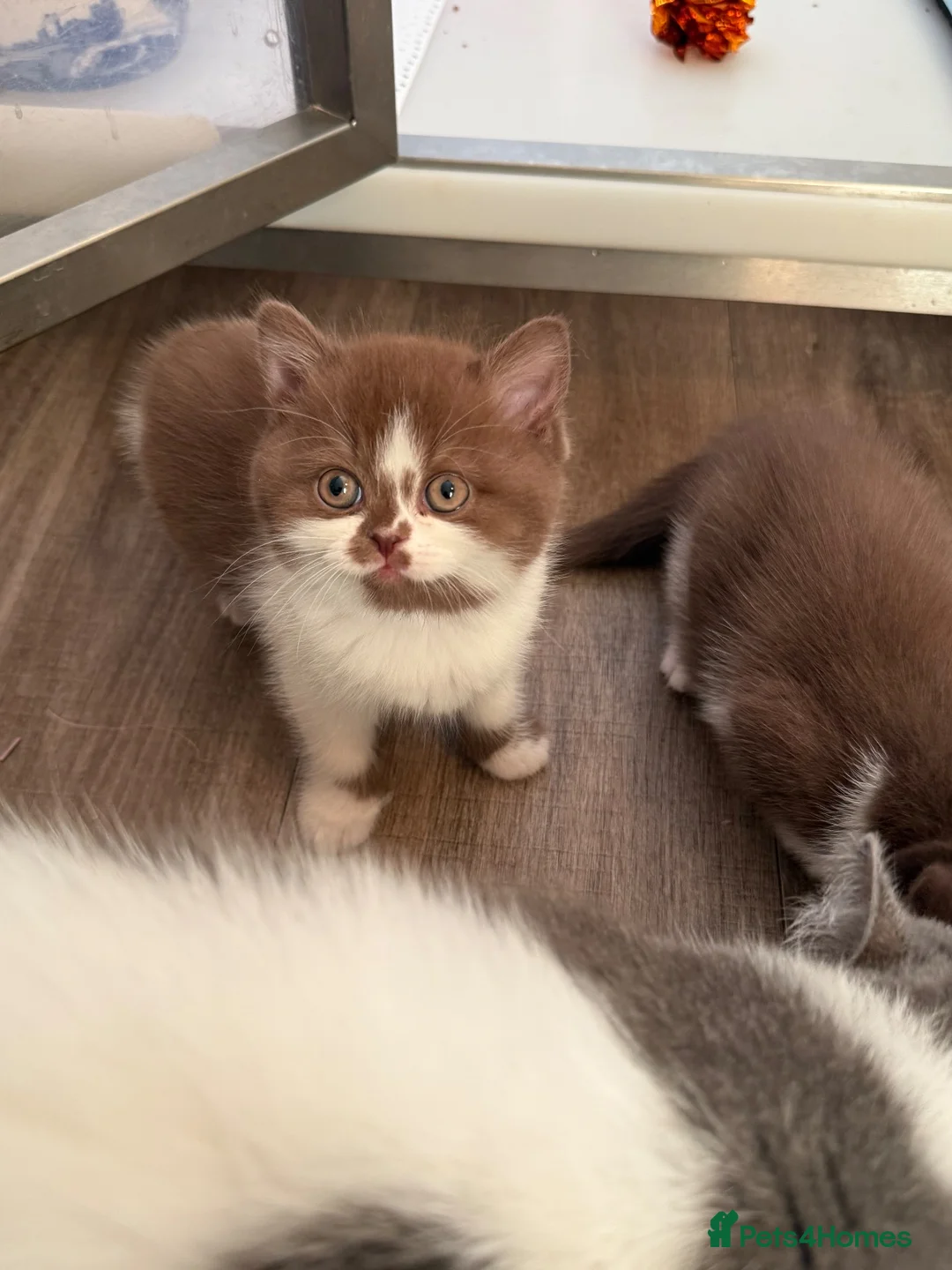 British Shorthair cats for sale: Beautiful British shorthairs  - Advert 2
