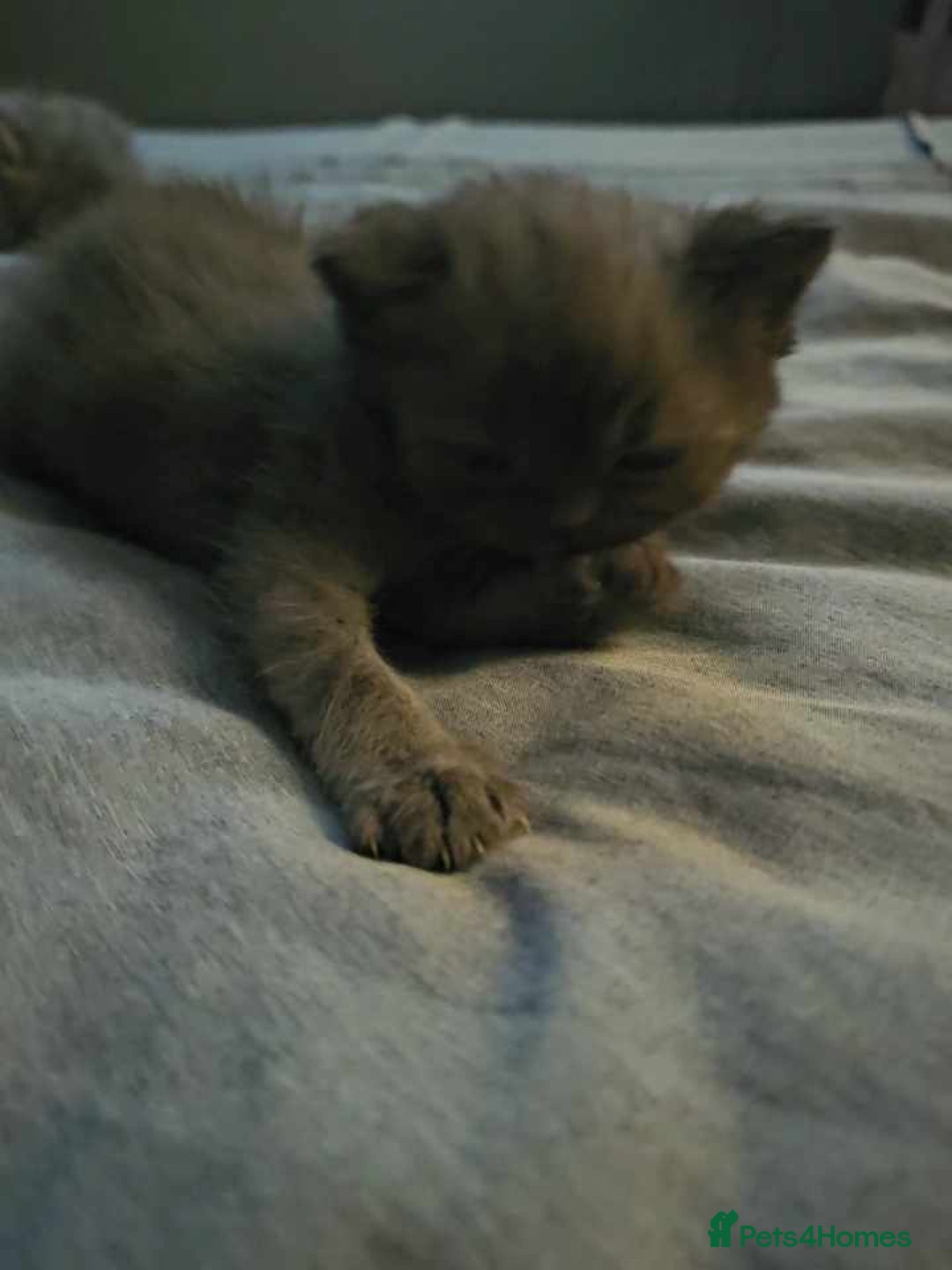 British Shorthair cats for sale: Beautiful  British  shorthair  kittens - Advert 7