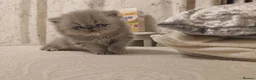 Persian cats for sale: Exotic Persian Kittens  - Advert 8
