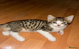Mixed Breed cats for sale:  Adorable kitten will come with litter tray+food - Image 2