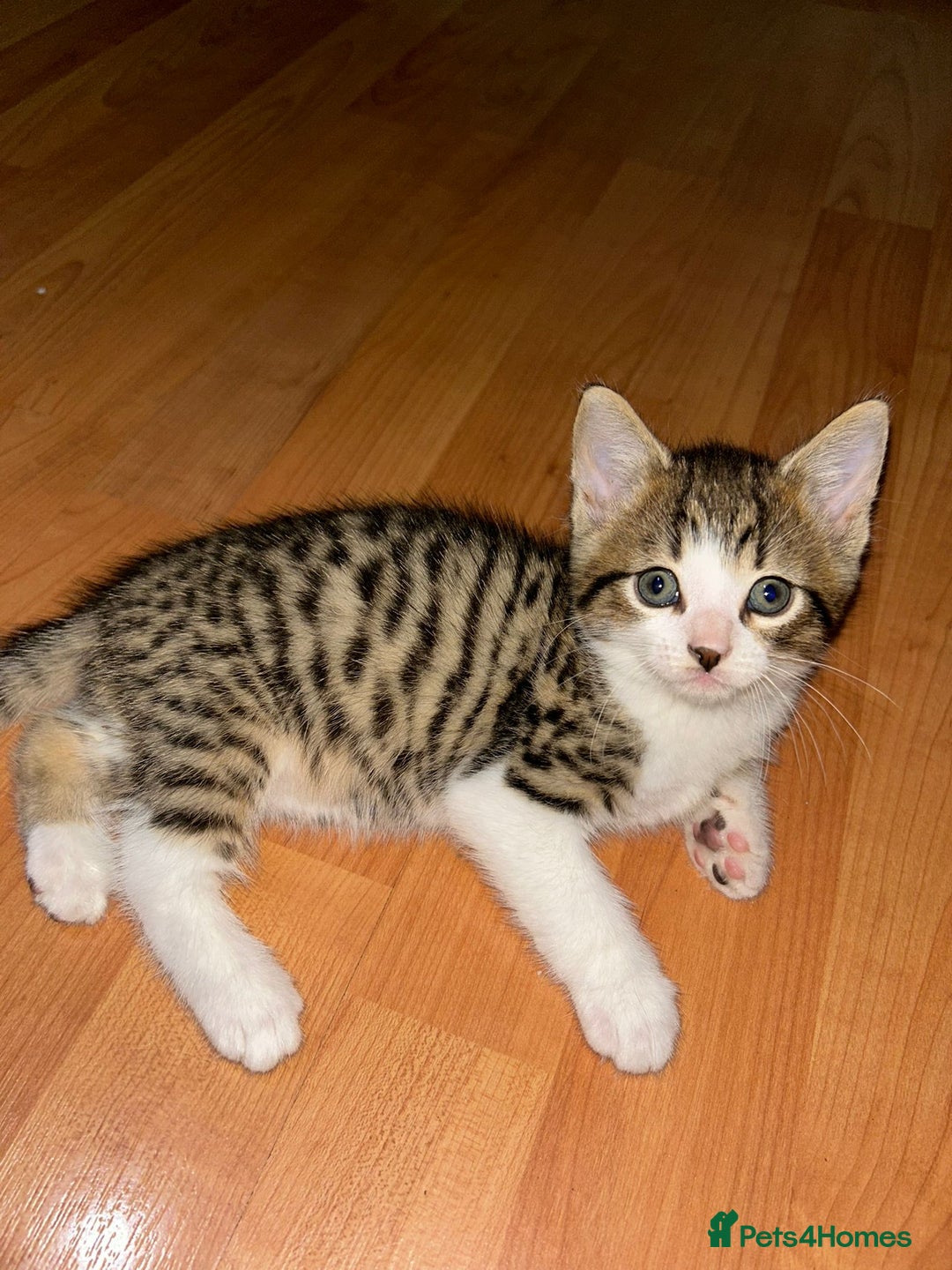Mixed Breed cats for sale:  Adorable kitten will come with litter tray+food - Image 2