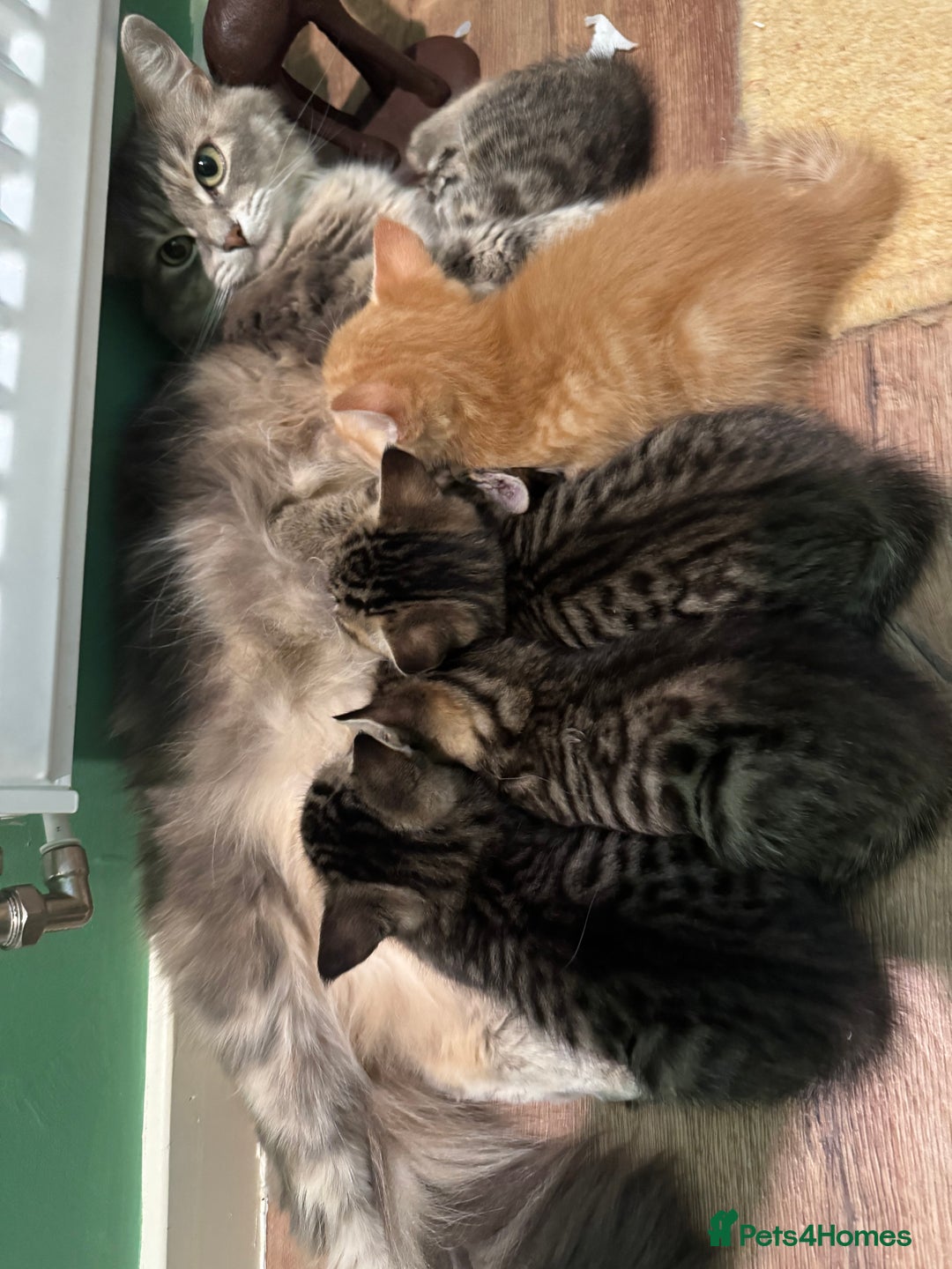 Mixed Breed cats for sale: Kittens ready 15th August  - Image 9