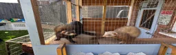 Ferret rodents for sale: 2 female ferrets  in Blackpool - Advert 3