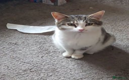 Mixed Breed cats for sale: Kittens  - Image 4